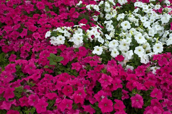 L'histoire du poêle à bois : de sa création à nos jours